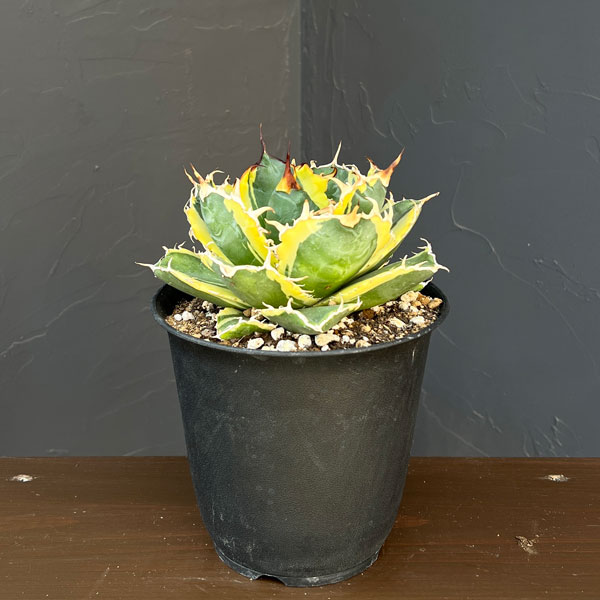 FJ Agave】X30アガベ 藍球錦 多肉植物 BB錦 覆輪錦 鮮明錦 永久