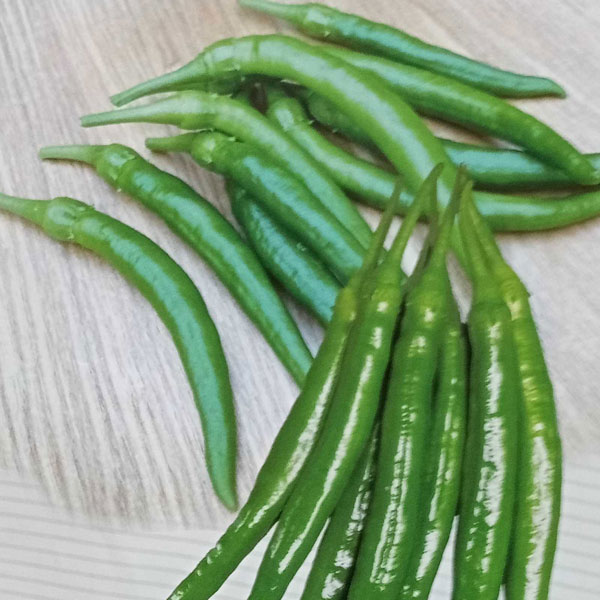 サラダ感覚で食べられる野菜の苗/[送料無料]ぱくぱく甘長とうがらし自根苗3号ポット28株セットぱくぱく甘長とうがらしは果肉は厚みがあるのに柔らかくて、風味と甘味があり、生食でもぱくぱくと食べられます。家庭菜園で楽しめる、サラダ感覚で食べられる、毎日収穫。食べきれないほどのたくさんの実が収穫できます。種も気にならなくて食べやすい品種です。タイプ：ナス科の1年草収穫時期：7〜10月日照：日なた育て方：霜の心配がなくなった、気温が十分に上がってから日当たりの良い場所へ定植しましょう。植え付け後は、最初の花（一番花）の下から出る脇芽を2本残し、主軸と合わせて「3本仕立て」にするのが理想的です。これにより風通しが良くなり、病害虫を防ぎつつ効率よく実をならせることができます。水やりは、土の表面が乾いたらたっぷりと与えるのが基本ですが、乾燥しすぎると実が辛くなる原因になるため、特に夏場はマルチングや敷き藁で地温の上昇と乾燥を防いでください。肥料については、実がつき始めた頃から2週間に1回程度のペースで追肥を行い、株の元気を維持します。収穫のポイントは、最初の1〜2個の実は小さいうちに摘み取ってしまうことです。そうすることで株自体が大きく成長し、その後の収穫量が格段に増えます。長さが10cm程度になったら次々と収穫しましょう。次から次へと実がなるので、肥料切れと水切れに注意すれば、秋まで長く収穫を楽しむことができます。お届けする苗は3号（直径9cm）ポット入り、28株セットです。写真は成長時（開花時）のイメージですが、お届けの際はまだ苗の状態です。品種および本数は見計らいミックスとなりますので、ご了承ください。■この商品はメーカー直送にてお届けのため、下記サービスについてはお受けできません。・時間帯指定・メッセージカードの添付■お届け地域について　　　・北海道・沖縄・離島へのお届けはできません。　※生産元で売り切れの際は在庫がご用意できない場合がございます。在庫がご用意できなかった場合は別途ご連絡をいたします。予めご了承ください。※商品名に[送料無料]と記載のあるものが対象です。送料無料とならない商品を一緒にご注文いただいた場合は通常送料がかかります。[送料無料]ぱくぱく甘長とうがらし自根苗3号ポット28株セットの栽培ガイド野菜：ピーマン・ししとう・トウガラシの育て方野菜（実もの）：ナスの育て方・栽培方法