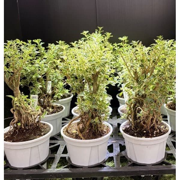 Rakuten - 花木 庭木の苗/ハクチョウゲ（白丁花）：斑入り4号鉢植え