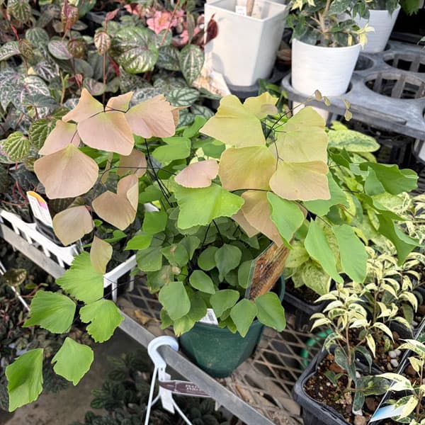 観葉植物/アジアンタム：ペルビアナム 5号鉢植え*