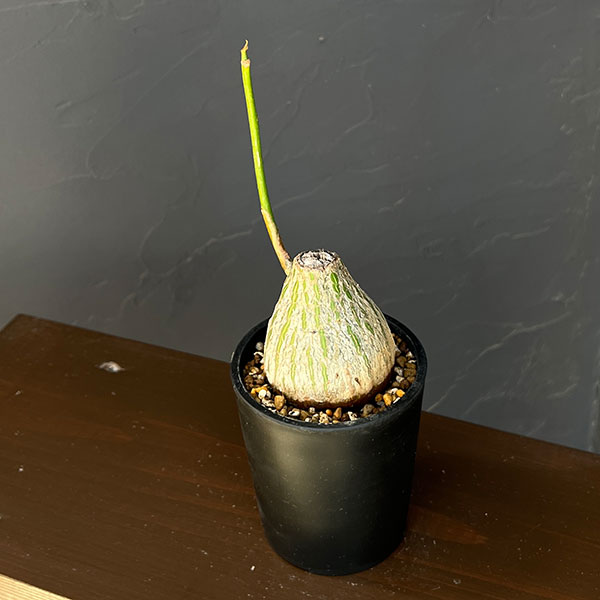 観葉植物/プセウドボンバックス：エリプチクム（実生3年株） 3号鉢植え26-05