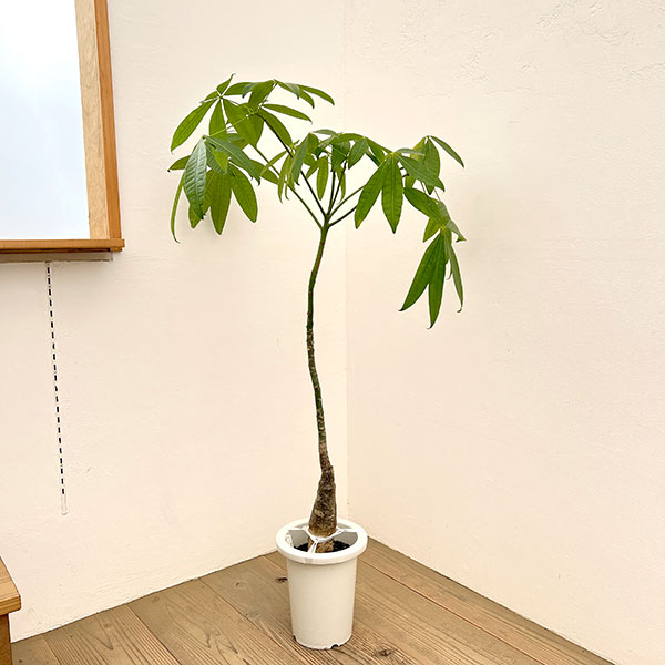 パキラ 編み込み 7号 美品 観葉植物 園芸ネット本店｜パキラ：編みこみ