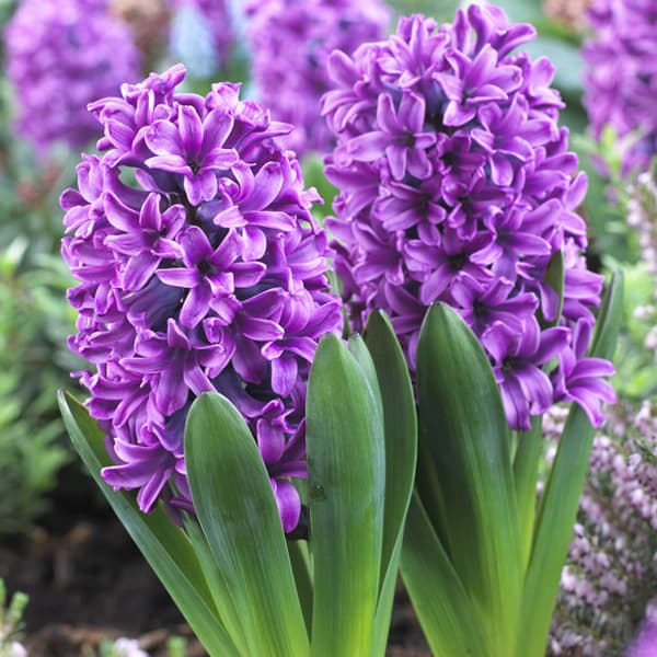 秋植え球根 3〜4月開花 花壇・鉢植え・水栽培に球根/ヒヤシンス：パープルプライド 4球セット春の庭づくりに欠かせない存在、ヒヤシンス。春一番に咲く季節感のある寄せ植えの必須アイテムでもあります。濃厚な甘い香りと優雅な花色が春の訪れを感じさせる球根花です。タイプ：ヒヤシンス科の耐寒性球根植物草丈：約25cm花期：早春植え込みでの栽培方法：日当たりのよい場所で管理してください。水切れすると花が咲かなくなりますので、冬もたっぷり水をやってください。花後は花がらを摘み取ってそのまま管理し、葉が枯れてから球根を掘り上げて風通しの良い涼しい場所で保管します。水栽培の方法：気温の低くなる11月頃から始めましょう。ガラスポットに球根をセットし、球根の底が少し水につかる高さまで水を入れ、暗く涼しい場所に置きます。最初の1〜2か月間は、戸外に出し寒さにあてるとよく発根します。10日に1回ほど水を取り替え、根腐れを防止します。市販の根腐れ防止剤や炭のかけらを入れると根が傷みにくくなります。容器の底まで根が伸びたら、水位を7〜8分目に下げて空気の層を作ります。芽が伸びてきたら徐々に暖かく明るい場所に出します。 開花終了後は花柄を摘み取り、庭や鉢に植え替え日当たりの良い場所で管理します。葉が黄色く枯れるまで置き、球根を太らせると、翌年も花を咲かせます。地上部が枯れたら掘りあげて涼しく風通しの良い場所で管理して秋にまた植えつけるか、あるいは植えたままでも数年は繰り返し花を咲かせることができます。写真は開花時のイメージです。※球根の表皮が剥けていたり、細かな傷がある場合がございます。生育には支障ありません。ヒヤシンス：パープルプライド 4球セットの栽培ガイド秋植え球根のダブルデッカー植え球根の植付け秋植え球根ヒヤシンスとクロッカスの水栽培【秋植え球根】植えつけ深さの目安香りと彩りで春を迎える！ヒヤシンスの育て方・楽しみ方