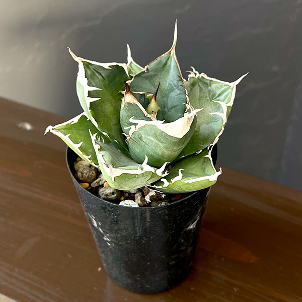 楽天市場】agave potの通販