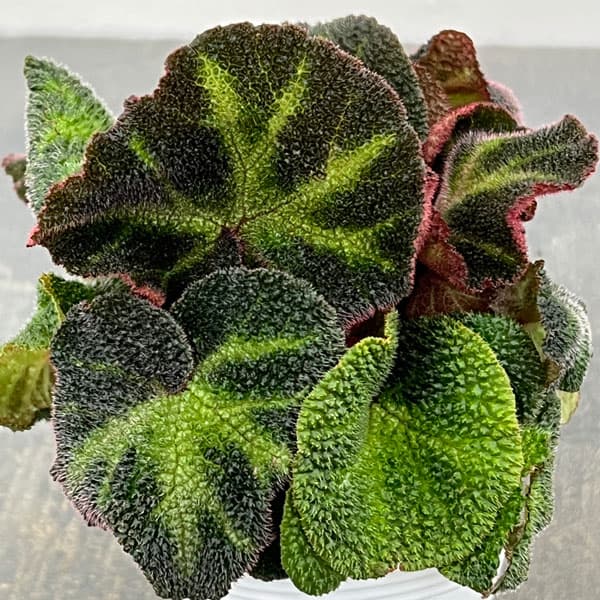 楽天市場】ベゴニア 5号（観葉植物｜花・観葉植物）：花・ガーデン