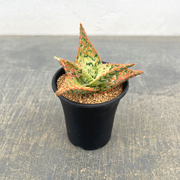 商品画像2
