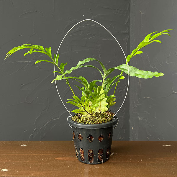 楽天市場】ドリナリア（観葉植物｜花・観葉植物）：花・ガーデン・DIY
