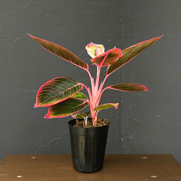 観葉植物/アグラオネマ：ロータスデライト3.5号鉢植え