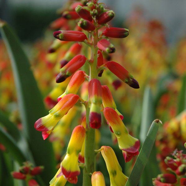小型 4月-5月開花 南アフリカ原産 開花期間が長く珍しい球根植物球根/ラケナリア クアドリカラー3球セットラケナリアは南アフリカに自生するユリ科の球根植物。原種であるラケナリア・アロイデス（Lachenalia aloides）の変種の一つです。穂状の花を多数咲かせ、開花期間も1ヶ月以上と長いのが特徴です。花が上向きに咲くヒヤシンスタイプと下向きに咲くペンデュラスタイプがあります。クアドリカラーは赤と黄色などの4色が入る珍しい花色。育てやすい品種です。学名： Lachenalia aloides var. quadricolorタイプ：キジカクシ（旧ユリ）科半耐寒性球根植物（関東以南なら露地で越冬可能）草丈：約30cm植え付け適期9-10月開花期：3月下旬〜4月下旬栽培方法：日当たりのよい場所で、有機質に富んだ砂混じりの土が最適です。よく耕した土に化学肥料等をまぜ、5〜10センチ間隔に、5〜8センチの深さで植えます。植付後すぐに過湿にすると球根が腐る事があるので、芽が動くまでは水やりを控えめにしてください。発芽後は水切れすると花が貧弱になったり色あせてしまいますので、冬もたっぷり水をやってください。数年は植えつけたままにできます。自然分球で増えていきます。花後堀り上げる場合は葉が枯れてから掘り上げ、半月程陰干しして冷暗所で保存します。写真は開花時のイメージです。★バラ球を無地袋に詰めた状態でお届けします。カラーラベルは付いていません★※球根の表皮が剥けていたり、細かな傷がある場合があります。また、9月に芽が出始めるため、お届け時に芽が伸びている場合がありますが、生育には支障ありません。ラケナリア クアドリカラー3球セットの栽培ガイド秋植え球根のダブルデッカー植え球根の植付け秋植え球根