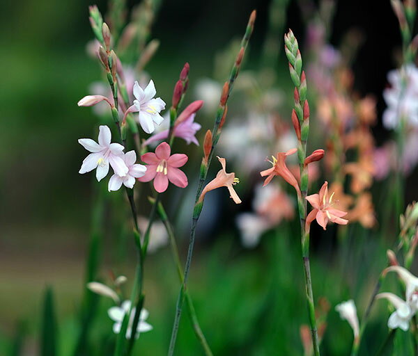 3月〜5月開花 切り花にも向く・南アフリカ原産の球根植物球根/ドワーフワトソニア：花色ミックス 3球セットワトソニアは南アフリカ原産のアヤメ科の球根植物で、グラジオラスを繊細にした雰囲気の花穂が魅力です。ドワーフワトソニアはわい性タイプで、ピンクからオレンジ系のパステルカラーの花を咲かせます。丈夫で栽培しやすい品種ですが、植え付け後すぐに発芽・生育するため、冬は霜よけをする必要があります。学名：Watsonia coccineaタイプ：アヤメ科ワトソニア属の球根植物植え付け適期：9〜10月開花期：4〜5月草丈：30〜50cm生育適温：7〜20度栽培方法：日当たりの良い場所に緩効性化成肥料を施して植えつけてください。鉢植えの場合は15cmポットに5〜10球、深さ3cmに植えつけます。地植えの場合は間隔を20cmほどあけて、深さ5cmに植えてください。12月から3月は根元にしきわらをするなどして霜よけしてください。生育中は液肥を規定倍率に薄めて2週間に1回施します。暖地ではうえたまま数年は栽培できます。寒地では地上部が枯れたら堀り上げ、乾燥貯蔵してください。分球または種により殖やす事ができます。写真は開花時のイメージです。★バラ球を無地袋に詰めた状態でお届けします。カラーラベルは付いていません★※球根の表皮が剥けていたり、細かな傷がある場合がありますが、生育には支障ありません。ドワーフワトソニア：花色ミックス 3球セットの栽培ガイド秋植え球根のダブルデッカー植え球根の植付け秋植え球根