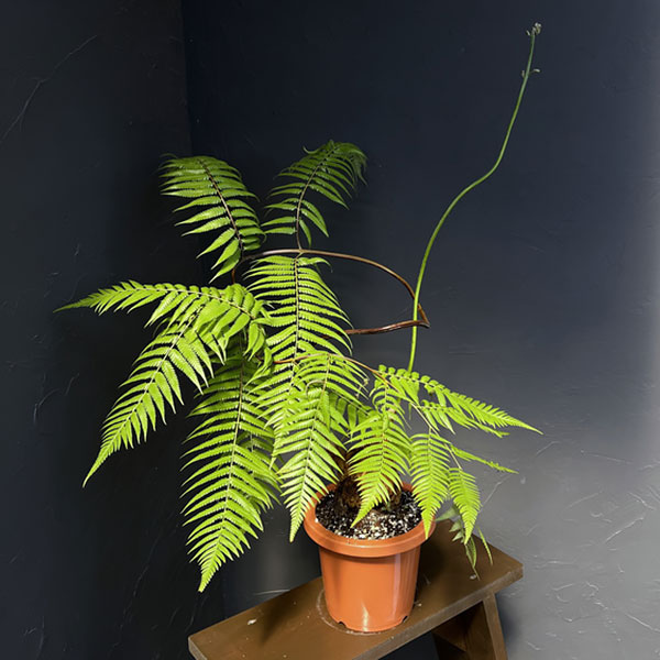 楽天市場】蕨（観葉植物｜花・観葉植物）：花・ガーデン・DIYの通販