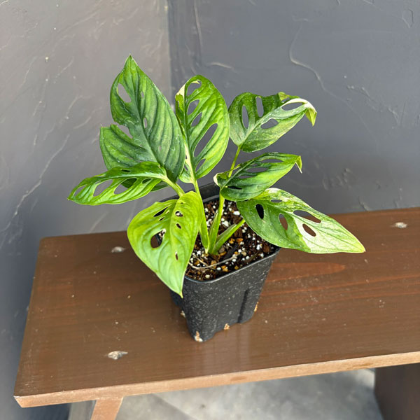 楽天市場】マドカズラ 斑入り（花・観葉植物｜花・ガーデン・DIY）の通販