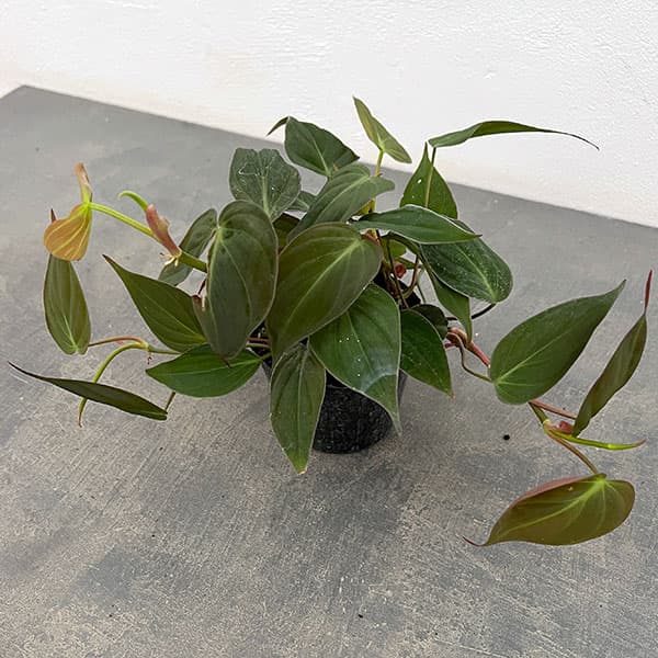 観葉植物/フィロデンドロン：ミカンス 3号ポットのサムネイル