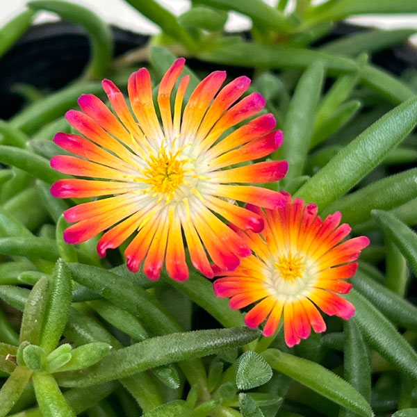 草花の苗/マツバギク：おひさま花火 リド マゼンタオレンジホワイト3号ポット 6株...