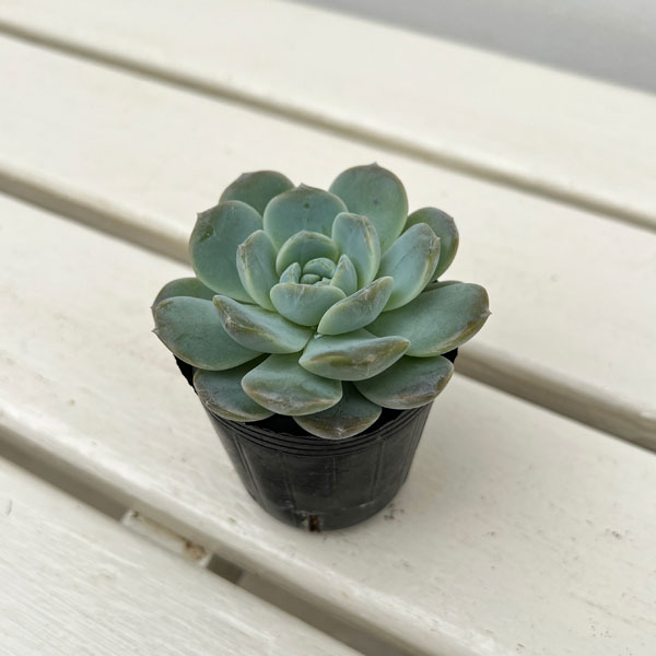 観葉植物/エケベリア：ホワイトオレンジ 2号ポット