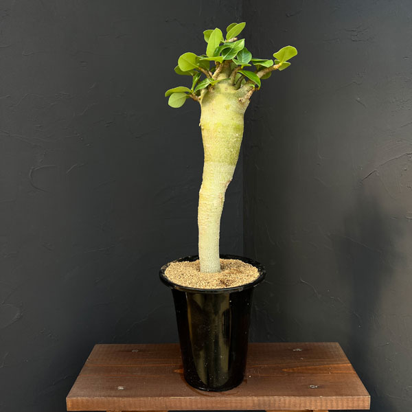 観葉植物/アデニウム ：スペシャルセレクト 5号25-01