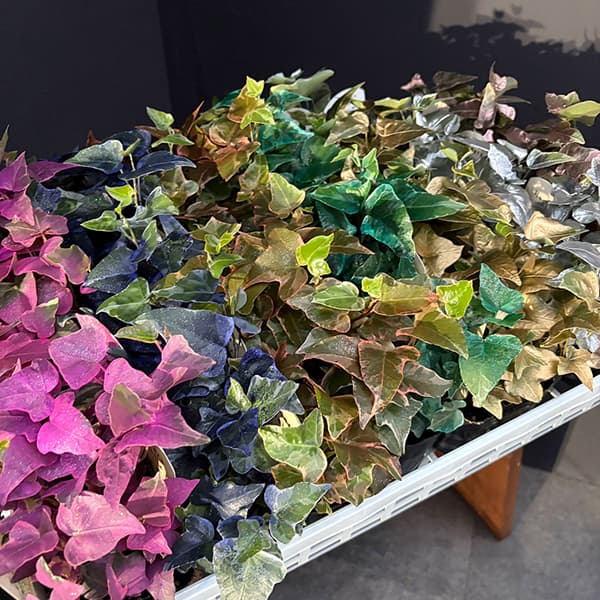 草花の苗/（わけあり特価）ヘデラ（アイビー）：レインボースペシャル3号ポット 7株セット