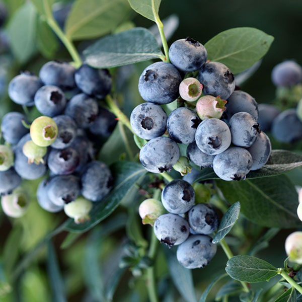 果樹の苗/ブルーベリー：ミスティー...