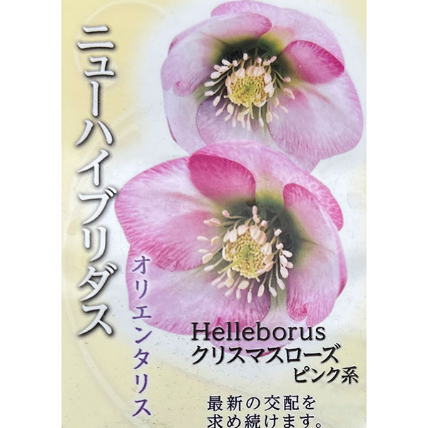 高正園さんのクリスマスローズ：シングル ピンク系3号ポット