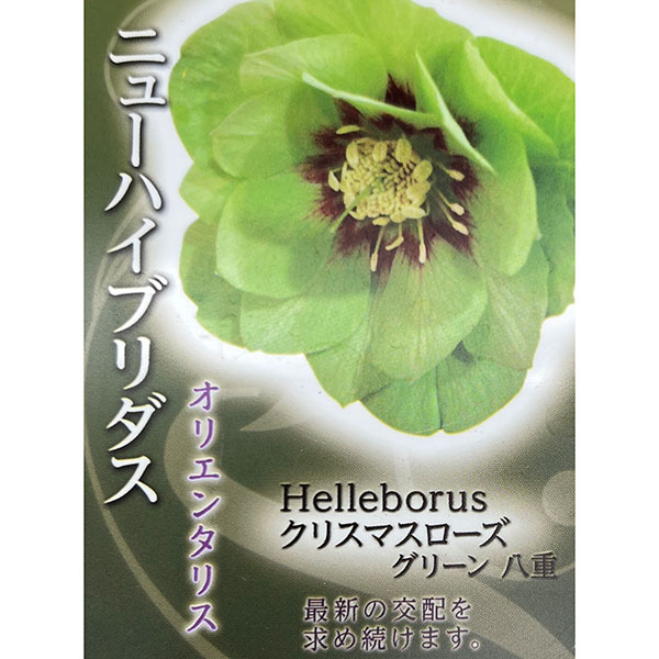 高正園さんのクリスマスローズ：ダブルグリーン3号ポット