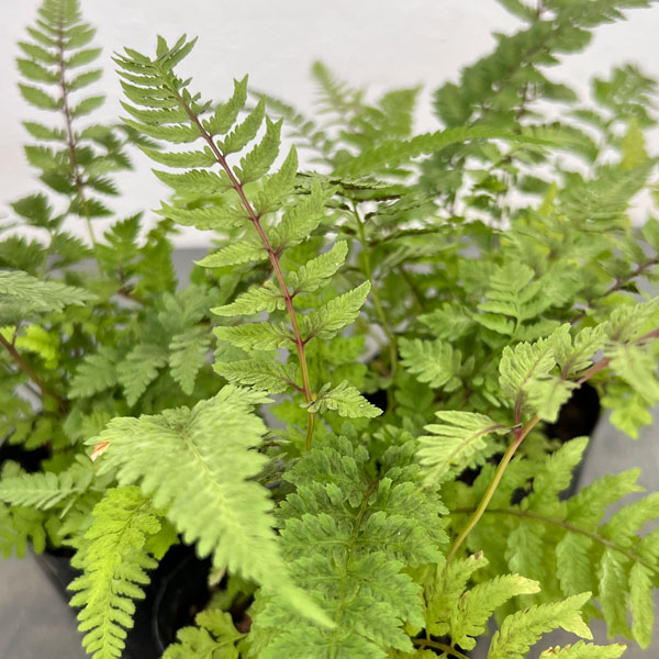 観葉植物/（わけあり特価）シダ：アリシウム リーガルレッド 3号ポット