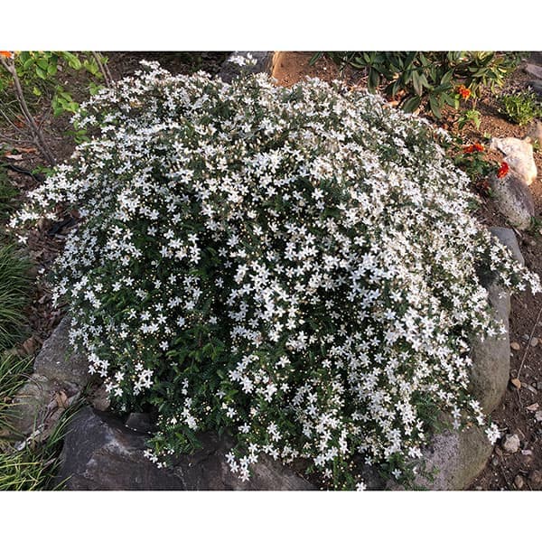 花木 庭木の苗/テンノウメ（ハイブリット）白花3号ポット