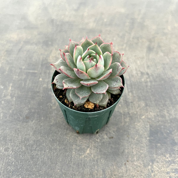 観葉植物/エケベリア：アンジーナ 2号ポット
