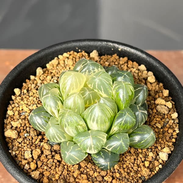 楽天市場】ハオルチア オブツーサ錦の通販