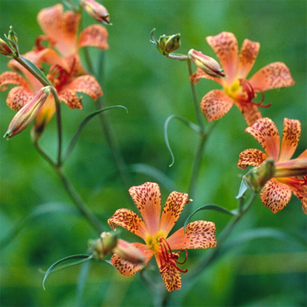 球根/アルストロメリア：バーシカラー1球