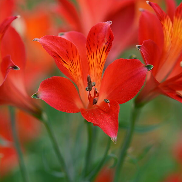 球根/アルストロメリア：リグツレッドシェード1球