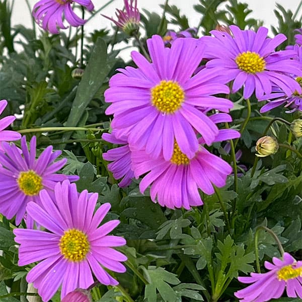 草花の苗/ブラキカム：フレスコ パープル3-3.5号ポット