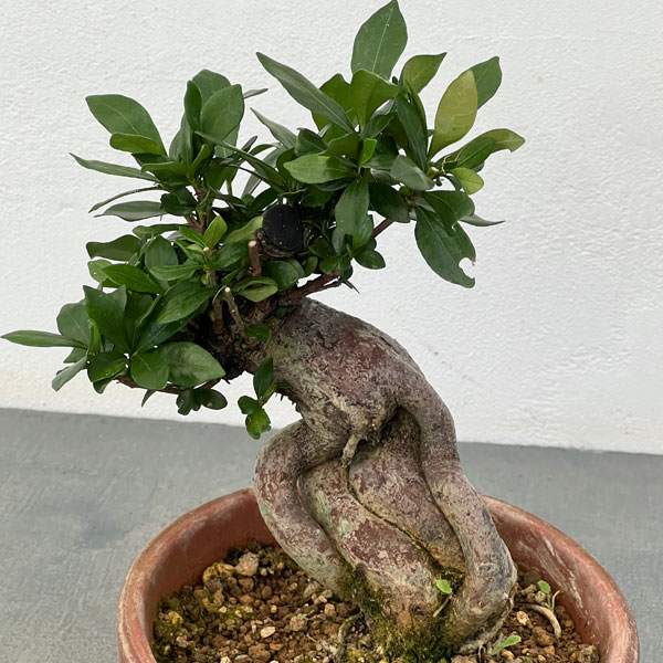 クチナシ：極太 陶器鉢植え25-02