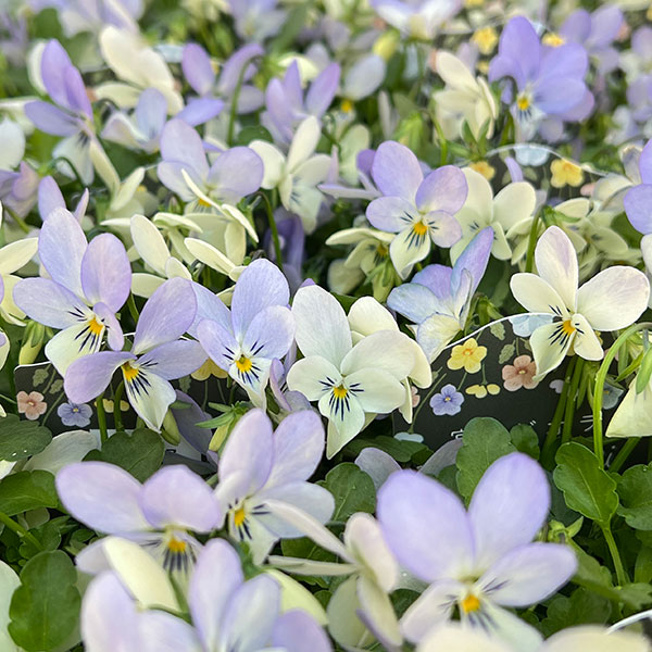 草花の苗/ビオラ：宮崎ビオラ（石川園芸さん） 白うさぎ3号ポットのサムネイル