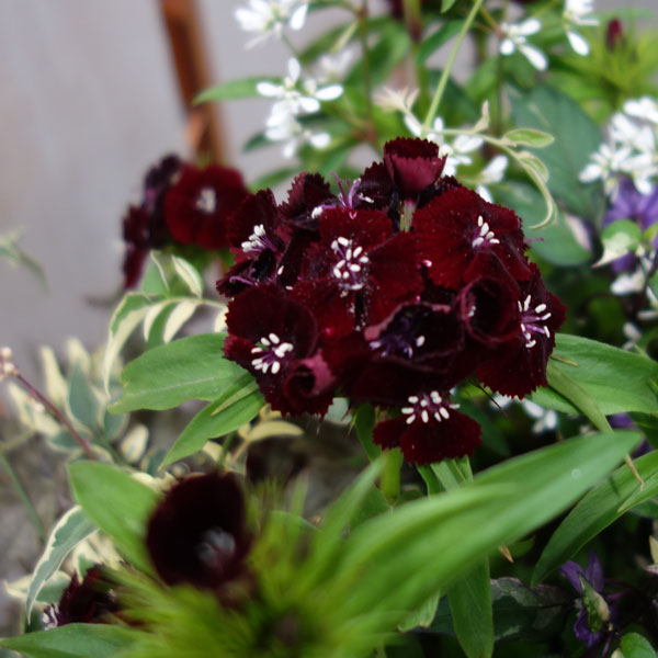 草花の苗/[送料無料]（わけあり特価）ダイアンサス：ブラックアダー3.5号ポット 12株セット