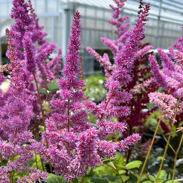 草花の苗/[送料無料]アスチルベ：...