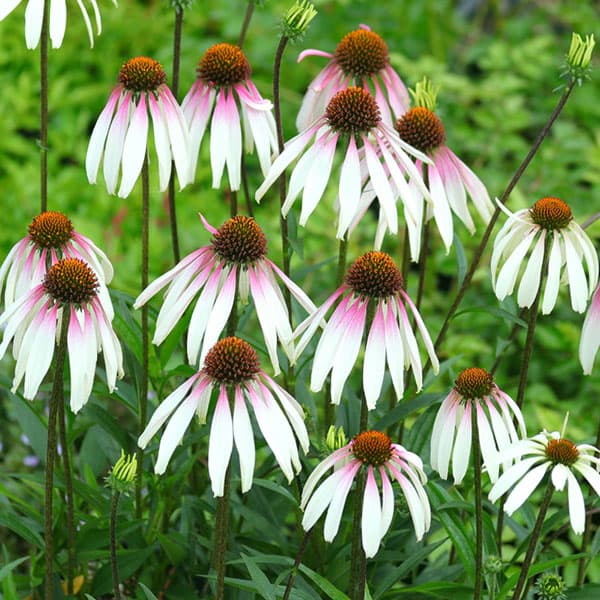 草花の苗/[送料無料]エキナセア：プリティパラソル3.5号ポット 12株セット