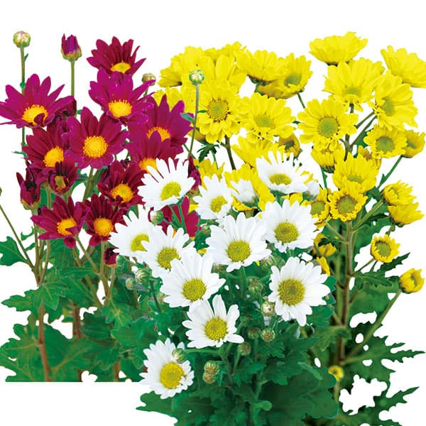 Rakuten - 草花の苗/手間なし菊苗：7月咲き小菊3種3株植え（朝顔・由比・みこし）4号ポット