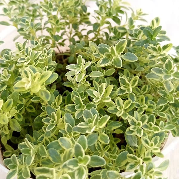 ハーブの苗/[送料無料]タイム：ハ...