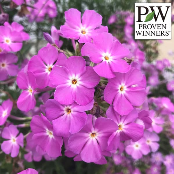 草花の苗/[送料無料]フロックス：オープニングアクト・ロマンス11cmポット 6株セット