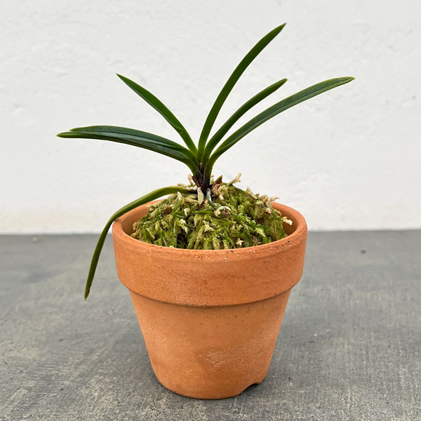 日本富貴蘭会 豪華本！1997年初版富貴蘭美術銘鑑 定価28571