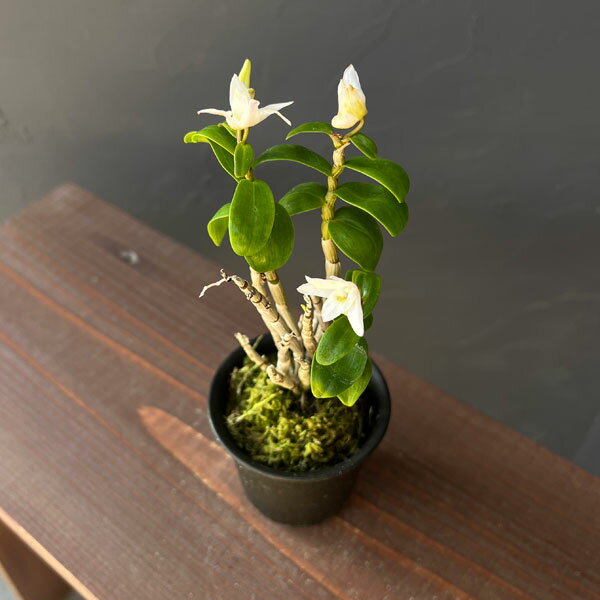 楽天市場】ナゴラン 名護蘭の通販