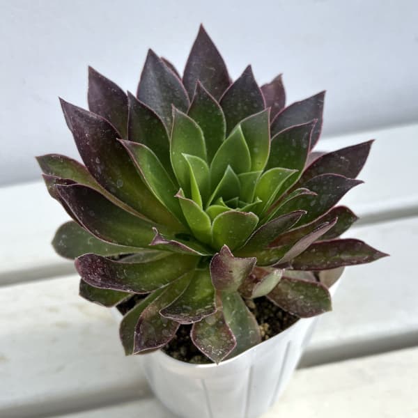 楽天市場】炎（花・観葉植物｜花・ガーデン・DIY）の通販