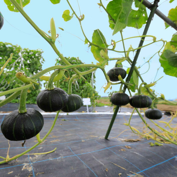 少スペースで栽培可能なミニカボチャ カネコ種苗野菜の苗/カボチャ：パンプキッズ自根苗3.5号ポット 12株セット果実は500g前後で、果形の安定性が高いです。果皮は黒緑色で、細いストライプが入ります。肉質は極粉質で、果肉は濃黄色です。着果性が高く、収量性に優れます。節間が短いので少ない面積で栽培可能です。タイプ：ウリ科カボチャ属日照：日当たり育て方：着果性が極めて高いので、元肥は多めに施用してください。株間は60-70cmとし、節間が短いため畝間はやや狭く2.5-3mとします。子蔓仕立ても可能ですが、着果が極めて安定しているので放任栽培も十分可能です。低節位での品質低下が少ないので、摘果の必要はありません。開花後45日位から収穫できますが、完熟に心がけ、未熟果での収穫は避けてください。写真は成長時のイメージですが、お届けの際は苗の状態です。下葉が傷んだ状態となっている場合があります。※果重、収穫数は保証ではありません。日当たりのよい畑栽培での目安です。栽培環境により変動します。※撮影資材などは含まれておりません。カボチャ：パンプキッズ自根苗3.5号ポット 12株セットの栽培ガイド野菜：かぼちゃの育て方