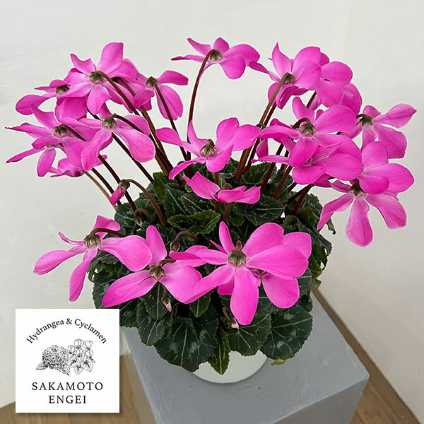 シクラメン：オートジャイロ（25-04）5号鉢植え【現品販売】