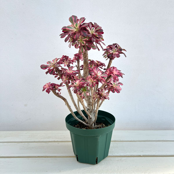 観葉植物/アエオニウム：シャネル5...