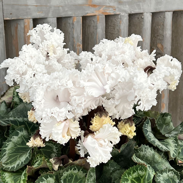 シクラメン：さかもと園芸さん試作株 ホワイト系（25-06）5号鉢植え