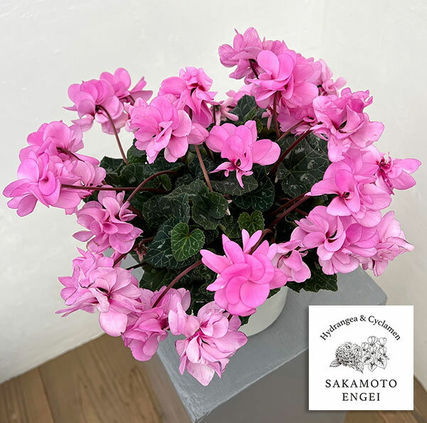 シクラメン（八重咲き）：ウインク ピンクハート（垂れ系）5号鉢植え