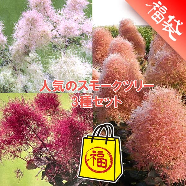 ���� ���ڤ���/�͵��Υ��⡼���ĥ꡼����3�糧�å�