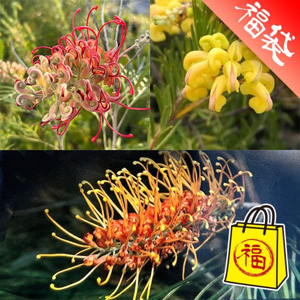 ���� ���ڤ���/�֤��褯�餯����ӥ쥢3�糧�å�