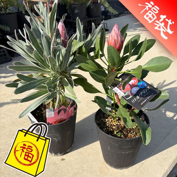 ���� ���ڤ���/�ץ��ƥ��͵�2�糧�åȡʥ�ȥ�ץ�󥹡�����ꥨ�åȡ�